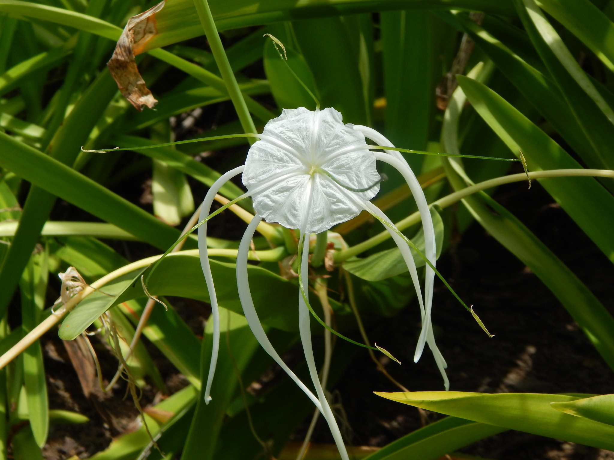 Hymenocallis littoralis